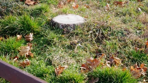 Goldfinch in the park Stock Footage 85213817