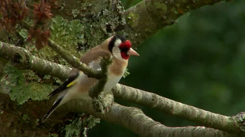 Goldfinch perched Stock Footage 48732808