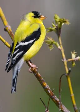 Goldfinch perched Stock Photos