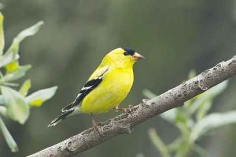 Goldfinch perched on a tree branch. Stock Photos