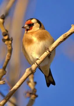 Goldfinch perching in an ash tree Stock Photos