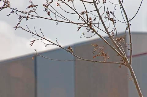 Goldfinch 写真素材