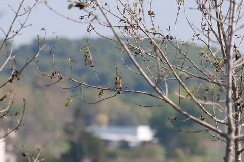 Goldfinch Stock Photos