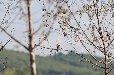 Goldfinch Stock Photos