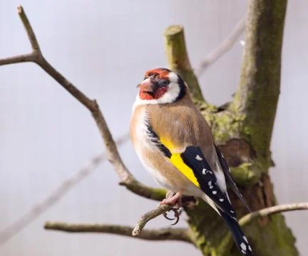 Goldfinch Stock Photos