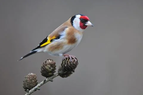 Goldfinch Stock Photos