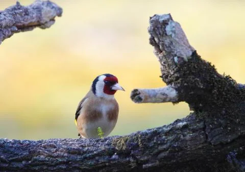 Goldfinch Stock Photos