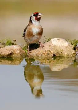 Goldfinch Foto stock