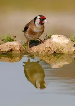 Goldfinch Stock-Fotos