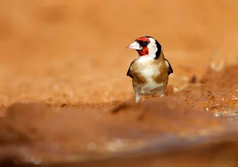 Goldfinch Stock Photos