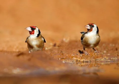 Goldfinch Stock Photos