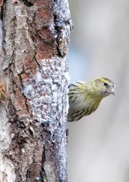 Goldfinch Stock Photos