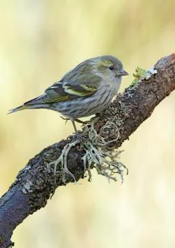 Goldfinch Stock Photos