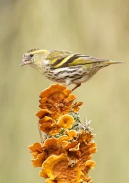 Goldfinch Stock Photos