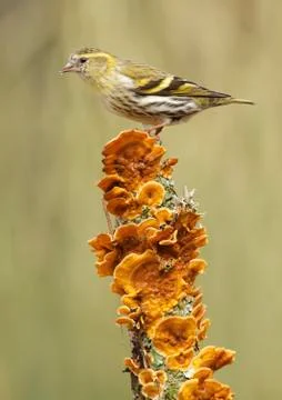 Goldfinch Stock Photos