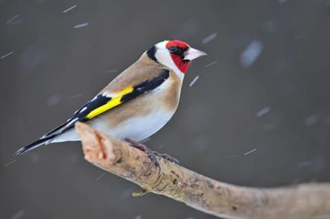 Goldfinch Stock Photos