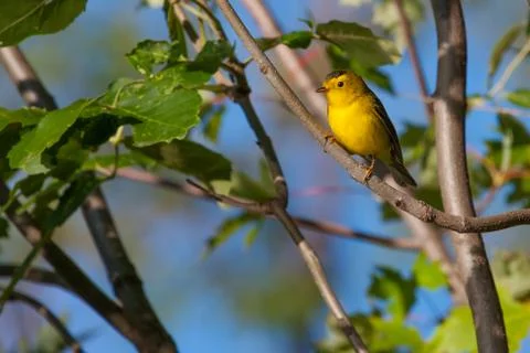 Goldfinch Foto stock