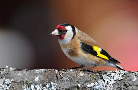 Goldfinch Stock Photos