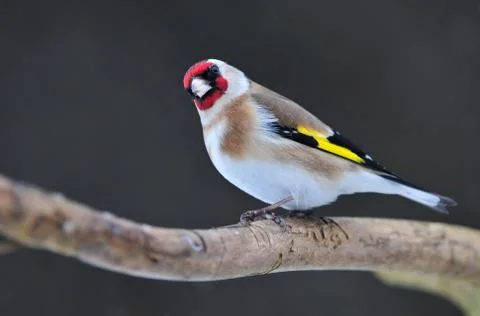 Goldfinch Stock Photos