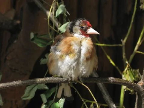 Goldfinch Stock Photos