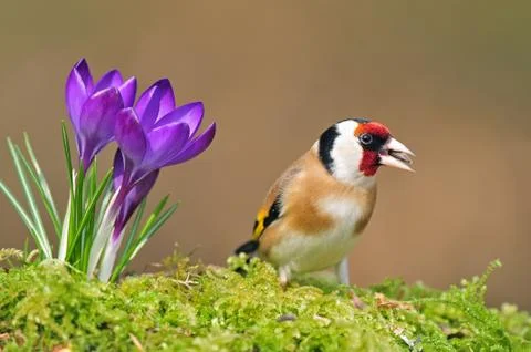 Goldfinch Stock Photos