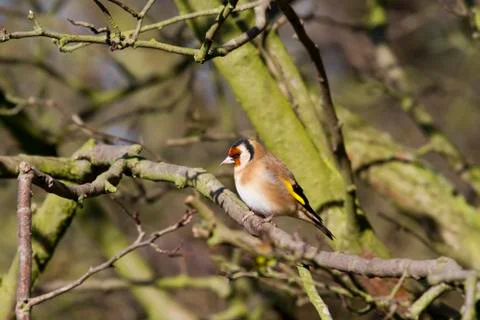Goldfinch Stock Photos