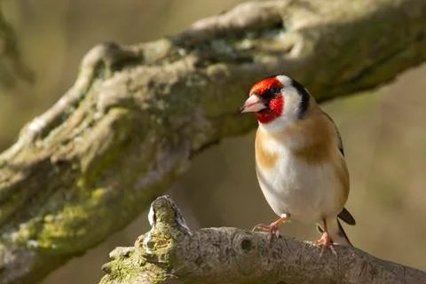 Goldfinch Stock Photos