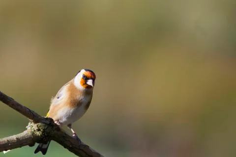 Goldfinch Stock Photos