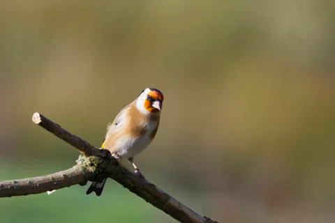 Goldfinch Stock Photos