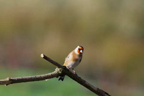 Goldfinch Stock Photos