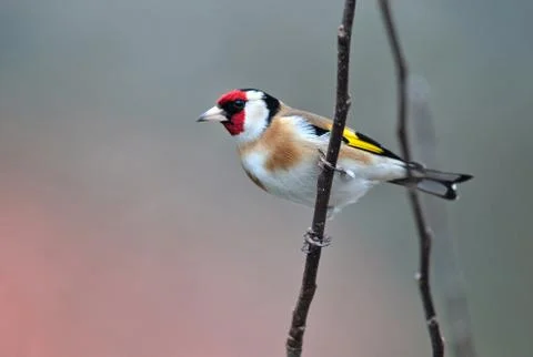 Goldfinch Stock Photos