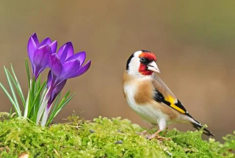 Goldfinch Stock Photos