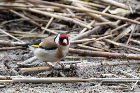 Goldfinch Stock Photos