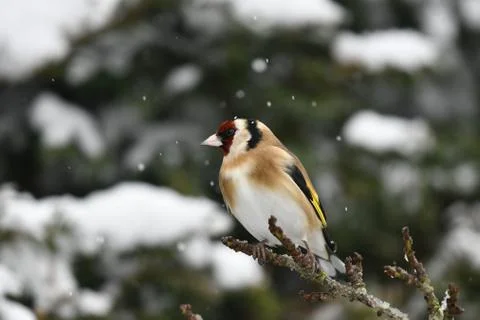 Goldfinch Фото