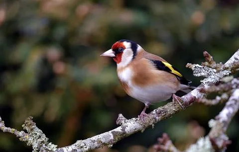 Goldfinch Фото