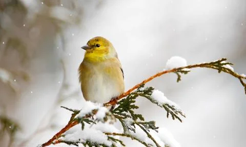 Goldfinch. Stock Photos