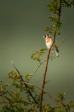 Goldfinch Stock Photos