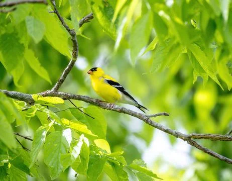 Goldfinch Stock Photos