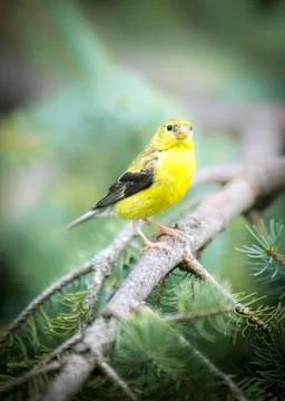 Goldfinch Stock Photos