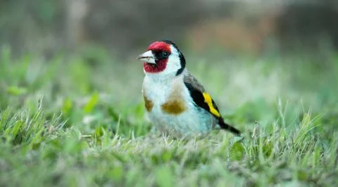 Goldfinch Foto stock