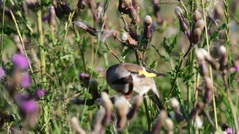 Goldfinch search feed on a thistle Video stock 99136997