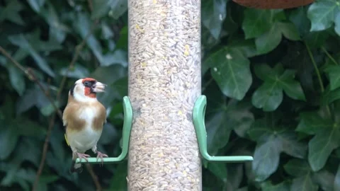 Goldfinch On Seed Feeder Stock Footage 232827760