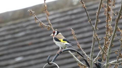 Goldfinch singing Stockbeeldmateriaal 280570841