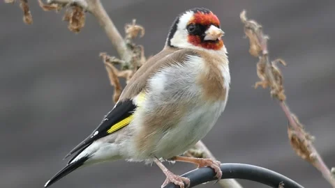 Goldfinch singing Stockbeeldmateriaal 280571497