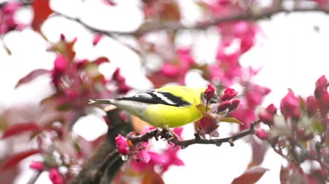 Goldfinch sitting on tree branch with pink flowers Stock Footage 62845189
