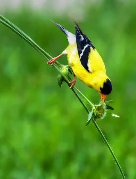 Goldfinch on a stem in high dynamic range Stock Photos