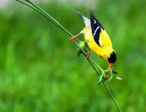 Goldfinch on a stem in high dynamic range Stock Photos