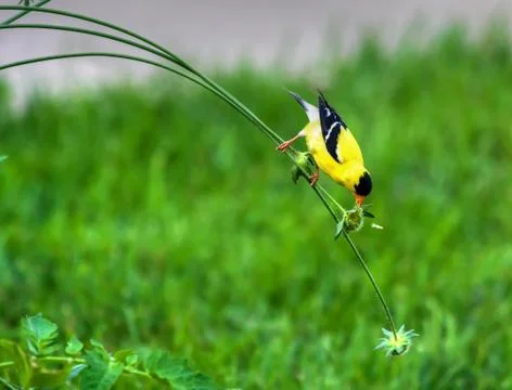 Goldfinch on a stem in high dynamic range Foto stock