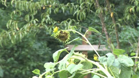 Goldfinch sunflowers Stock Footage 9304433