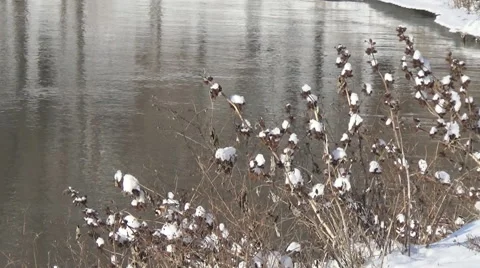 Goldfinch on thorns Stock Footage 58706958